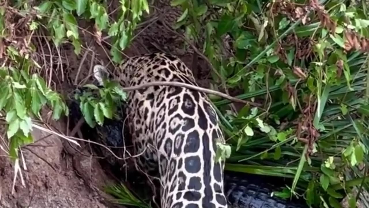 Riverbank Ambush: Jaguar Attacks Caiman 🐆💥🐊