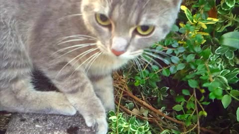 Something is in the bush thinks the Cat