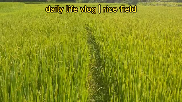 immense rice fields | daily life vlog