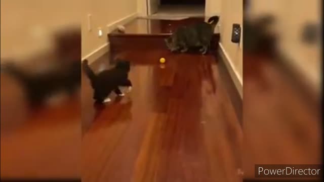 Funniest cats video 2022 #30