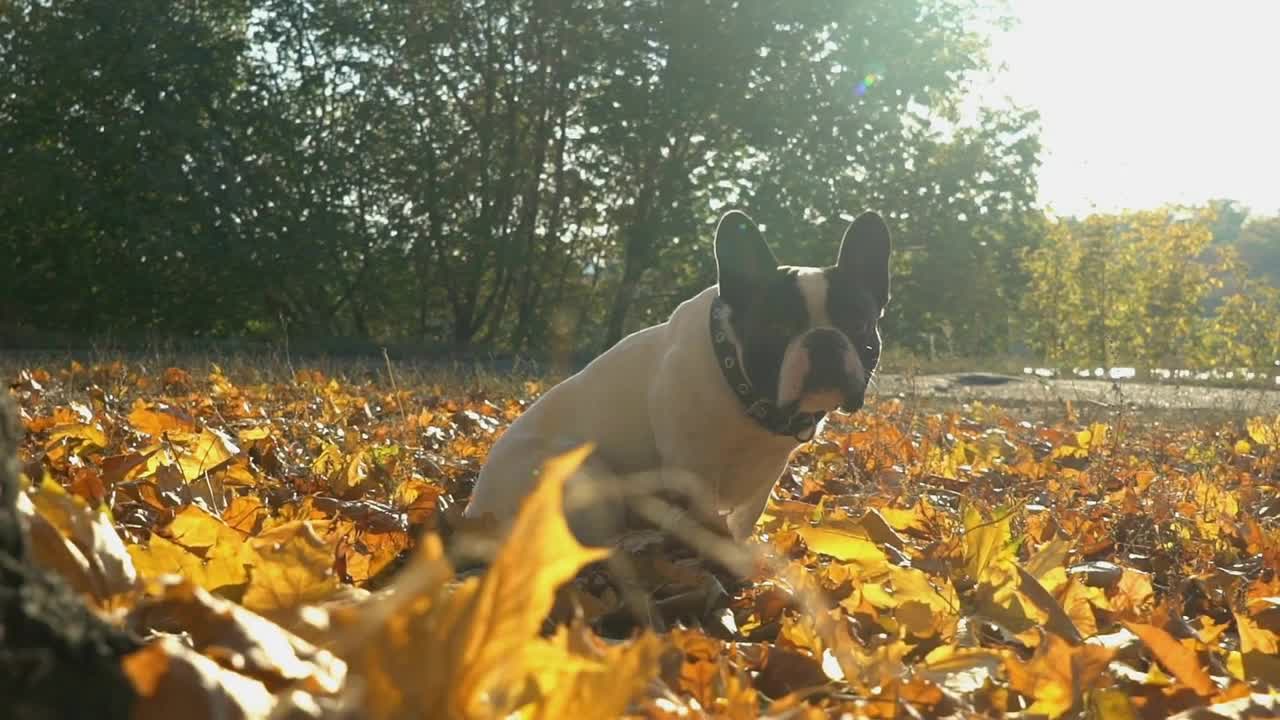 Dog sitting in the forest park in autumn season