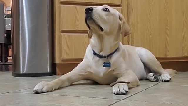 Labrador Dog Shows How Well Trained He is