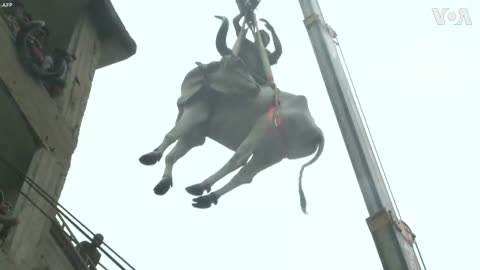 Cattle are lifted by crane from Rooftop in Karachi,Pakistan for EOD