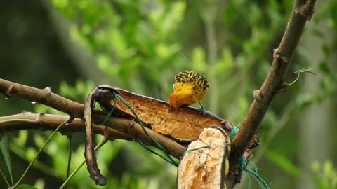 woodpecker-bird-wildlife-