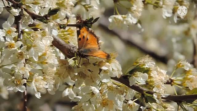 The butterfly hovers over the trees.