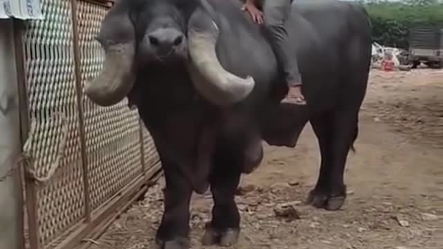 big Cow wow