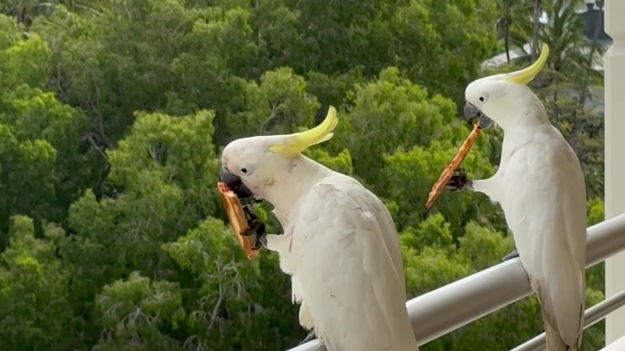 Cockatoos Help Themselves to Leftover Pizza