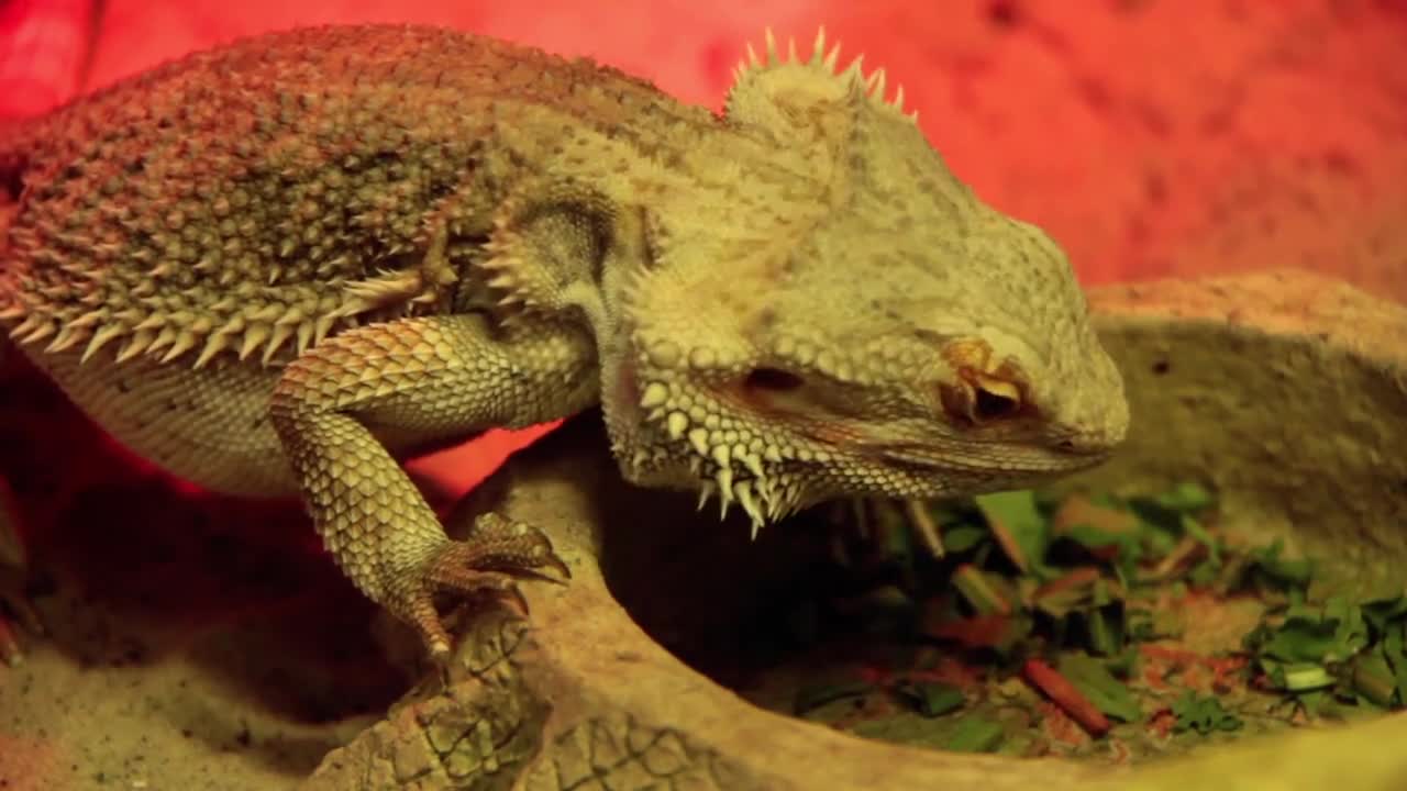 Agama - dragon lizard under infrared lamp