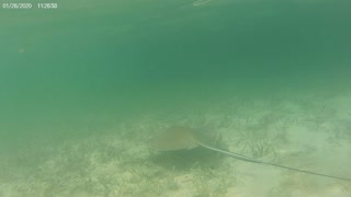 Stingray Closeup! Florida Keys Mangrove!