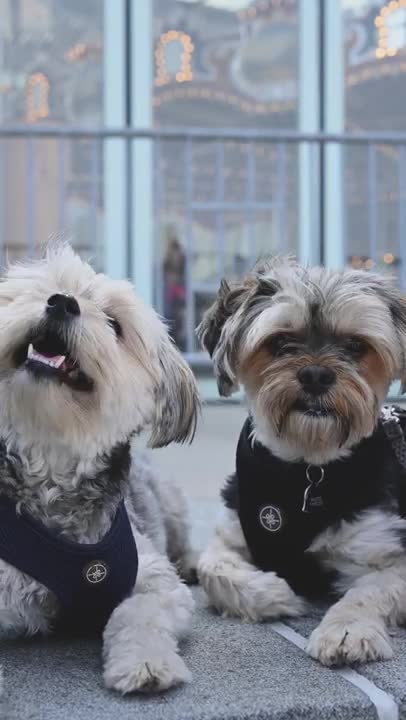 Close Up Video of Dogs