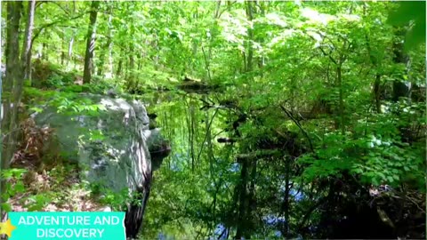 Amazon forest| the world largest forest|2023