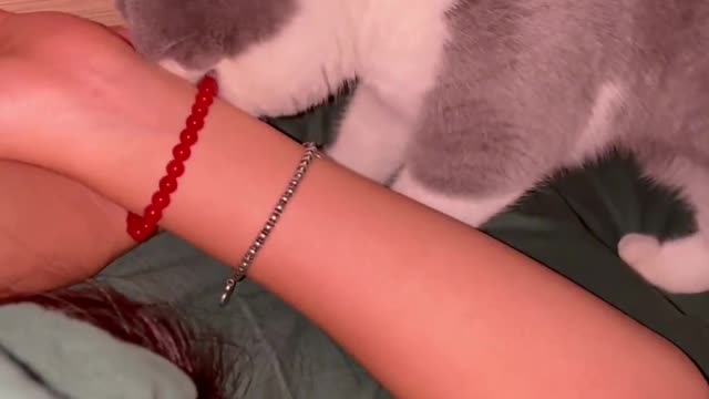 Your Lovely Cat 😻 Make you feel Happy