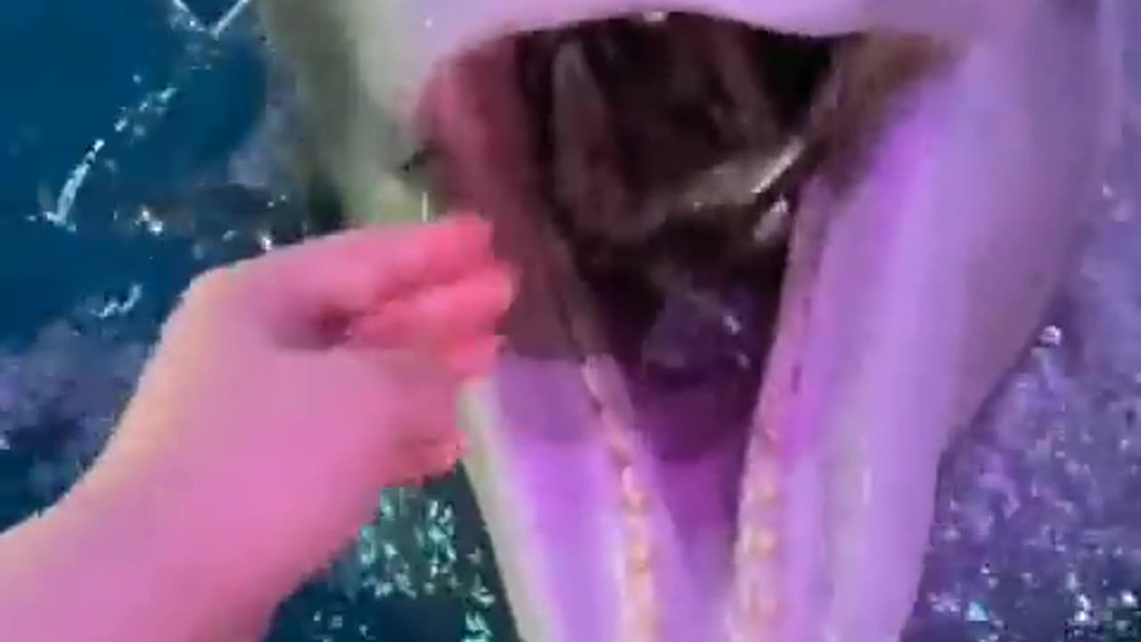 🧊🧊🧊 ICE EATER 🐬