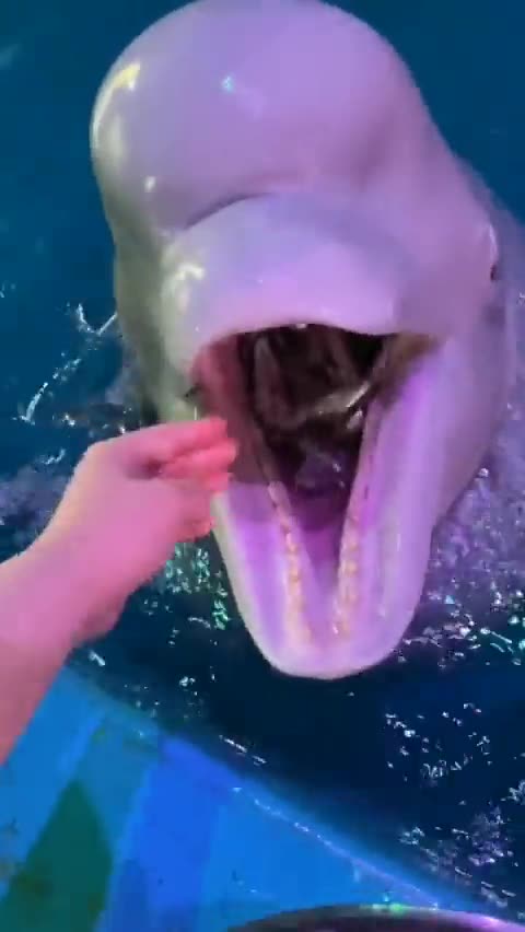 🧊🧊🧊 ICE EATER 🐬