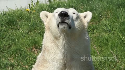 5 Incredible Polar Bear Facts You Never Knew