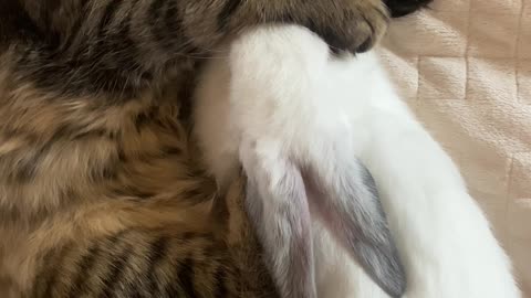 Good Morning Kitten! Have a Purrfect Day!