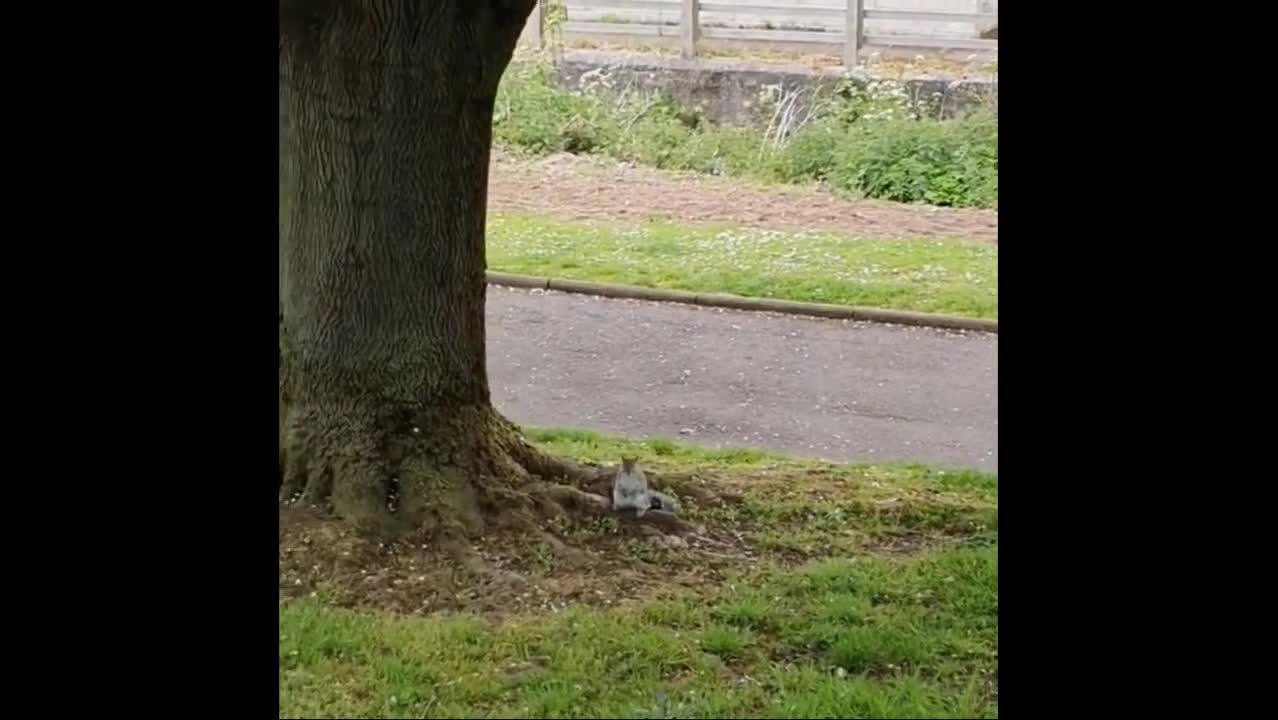 Top funny squirrel videos 2021