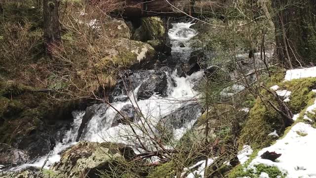 Thimbleberry Lake Trail One