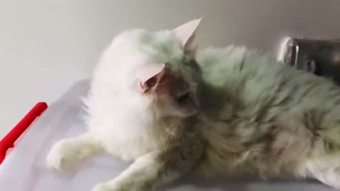 Blowing Deaf White CAT to Wake her up