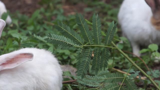 Rabbits eating