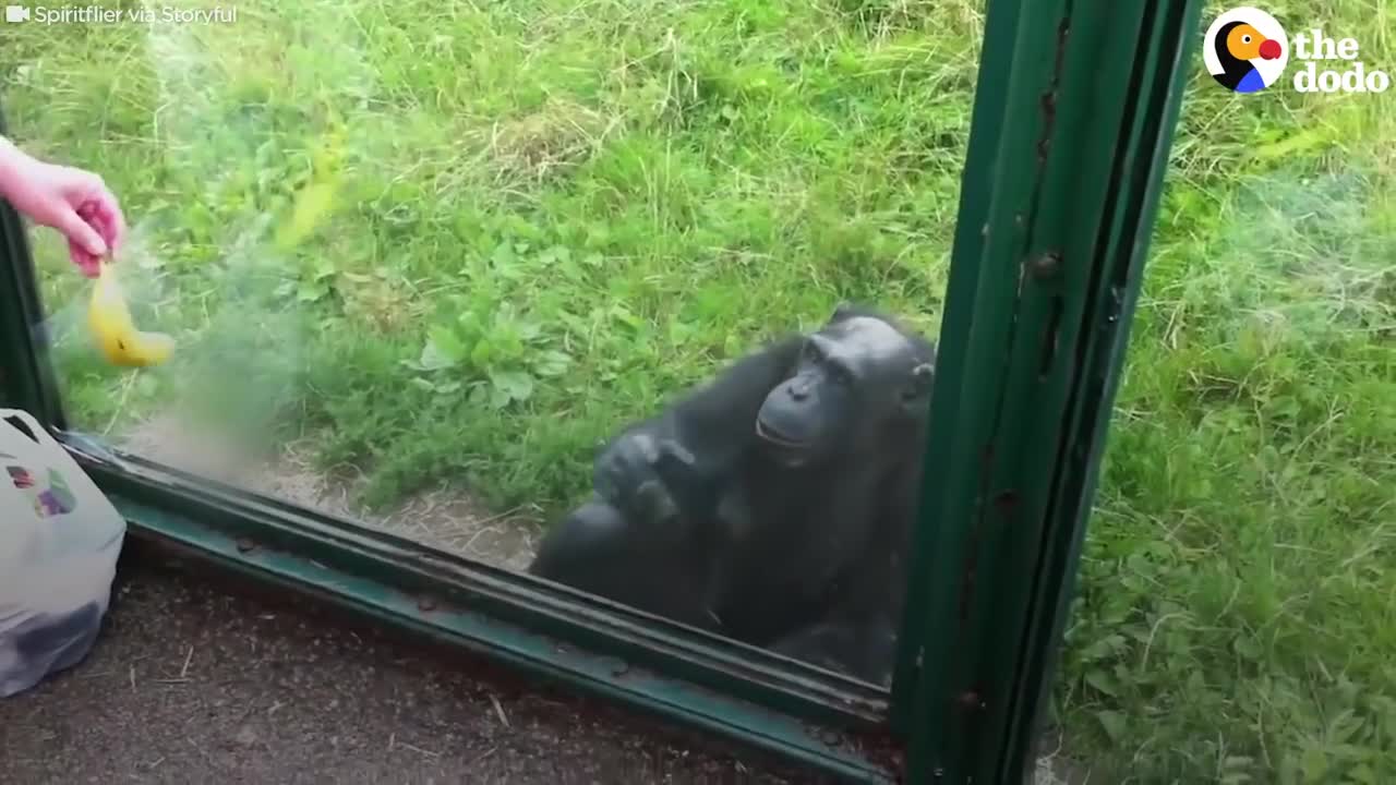 SMART Chimp Asks Zoo Visitors For Drink | The Dodo