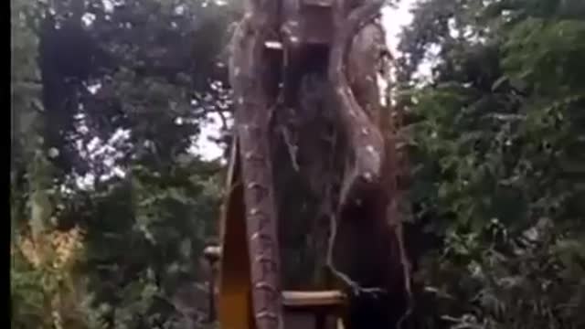 The giant python over the excavators