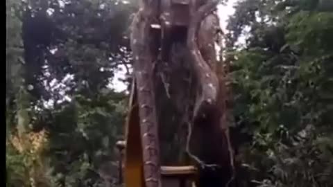 The giant python over the excavators