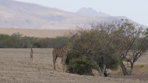 Giraffe eats from a tree on the savanna