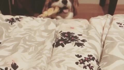 Dog next to bed with toy