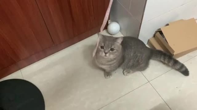 The cat playing by the wardrobe