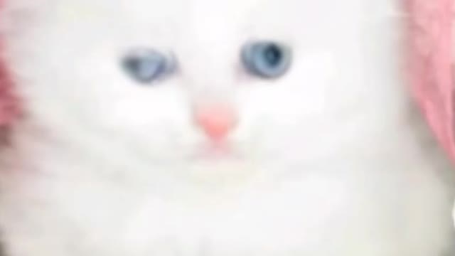 cat singing | beautiful cat | talking cat | how to talk | cat saying something