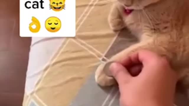 Funny cat videos to make you laugh your but off🐈😹