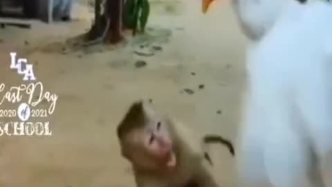 monkey vs duck 🤣🤣🤣🤣