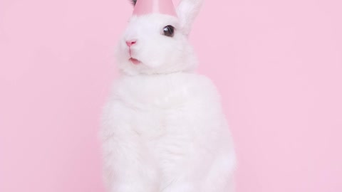 cute-bunny-wearing-a-party-hat