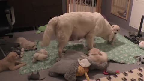 Experienced dog mother teaches her 8 weeks old puppies to be calm.