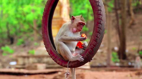 Best Funny Monkey and cute animal videos