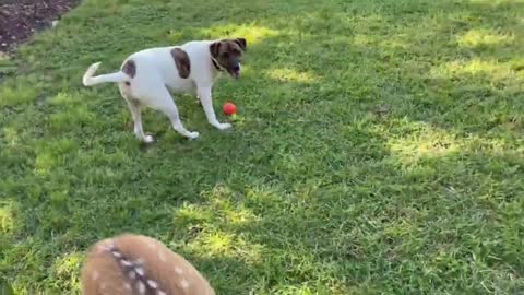 Silly Dog Decides To Graze With His Deer Friends