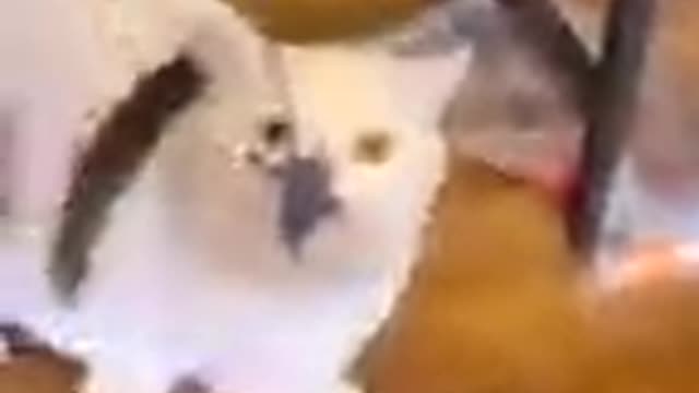 Animals videos