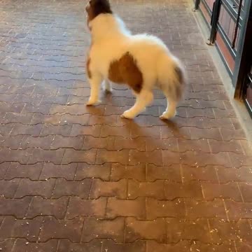 Adorable Baby Miniature Pony Running Around In The Stables | Cute Animals