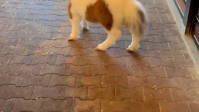 Adorable Baby Miniature Pony Running Around In The Stables | Cute Animals