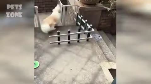 Dogs and Cats Funny Pet Videos