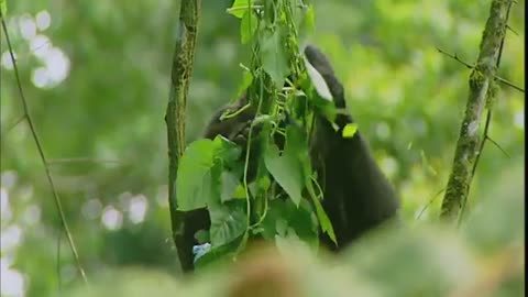 Gorilla