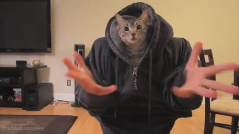 Funny cats video