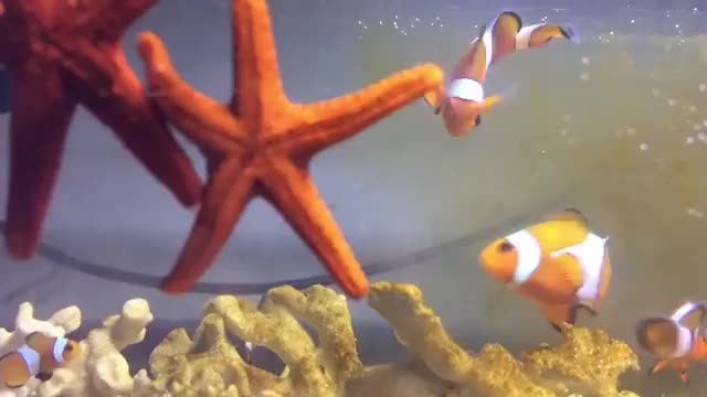 very cute nemo fish