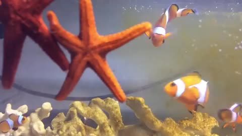 very cute nemo fish