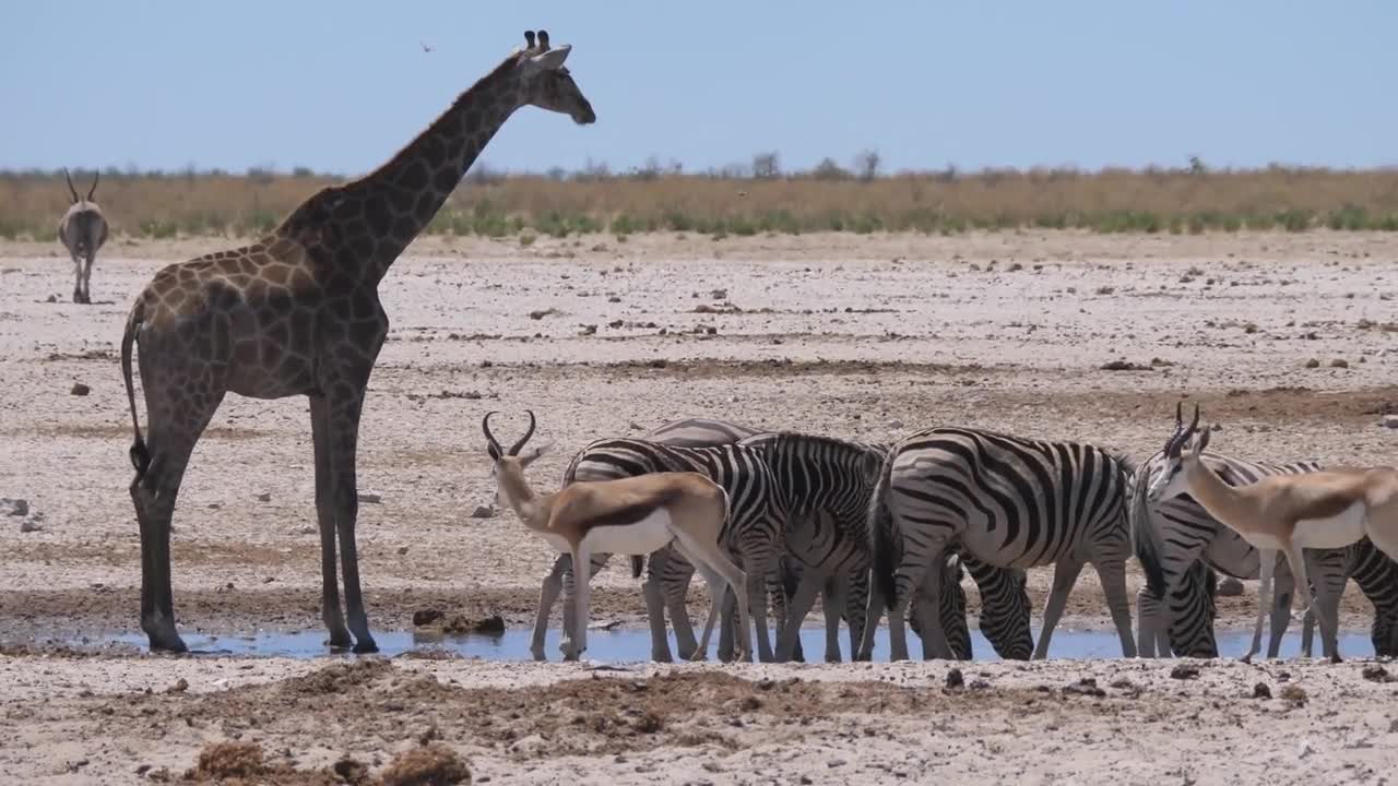 Giraffe and a herd of zebras drinking from a waterhole on a dry savanna in Etosha National