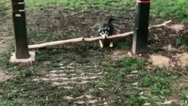 Puppy tries to pass through two blocks holding a long stick