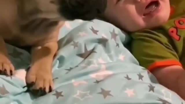 Cute Dog & Cute Baby Video