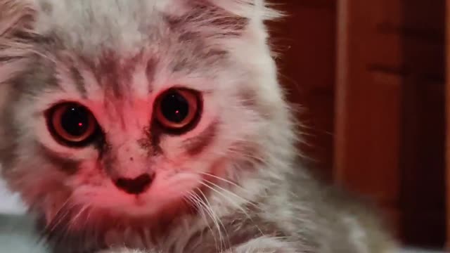 Funny Animal videos 2022