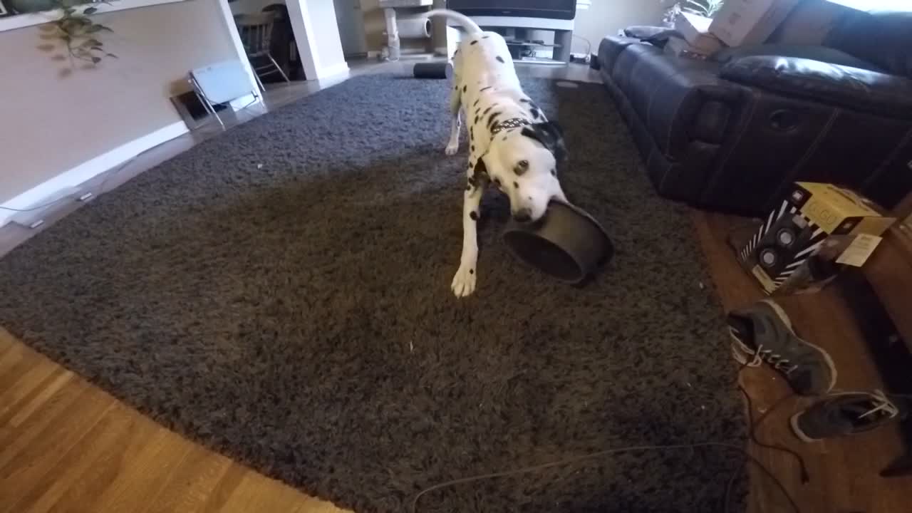 Hungry Dalmatian throws bowl at owner